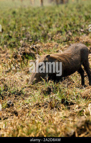 Gemeinsame Warzenschwein (Phacochoerus africanus) in Busanga Plains. Kafue National Park. Sambia Stockfoto