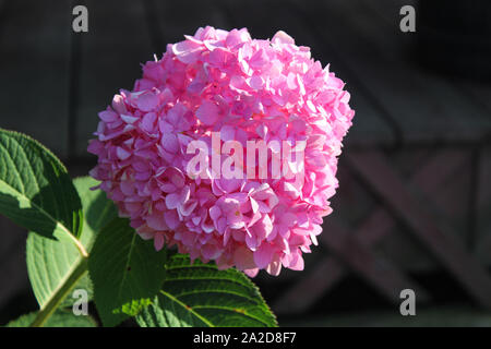 Nahaufnahme von Blooming Pink Hydrangea Blume mit Holz Hintergrund Stockfoto