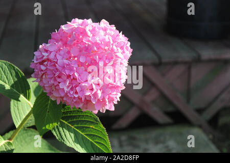 Nahaufnahme von Blooming Pink Hydrangea Blume mit Holz Hintergrund Stockfoto