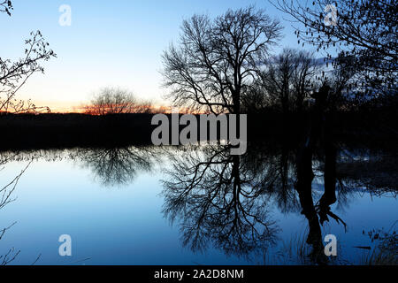 Twilight blauer Himmel und klare Spiegelungen der Bäume in einem Teich in der Nähe von Durham, County Durham, England, Vereinigtes Königreich. Stockfoto