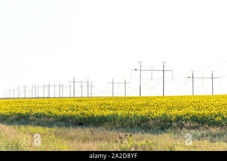 Feld mit gelben Sonnenblumen und eine hohe Spannung Getriebe elektrische Leitung gegen eine helle, fast weiße Himmel Stockfoto