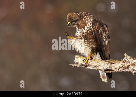 Wild, Mäusebussard Buteo buteo, Kratzen und Reinigung Federn beim Sitzen auf einem Ast im Winter Natur. Tier Hygiene in der Natur. Stockfoto