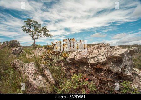 Malerische felsige Landschaft des Cerrado Region Minas Gerais Stockfoto