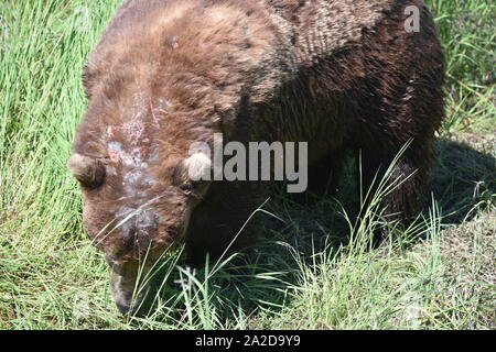 Katmai National Park, Alaska. Usa Juni 26-28, 2019. Küsten Braunbär Nr. 856 ist über 13 Jahre alt, Wildschwein und das dominierende Bären bei Brooks Falls. Stockfoto