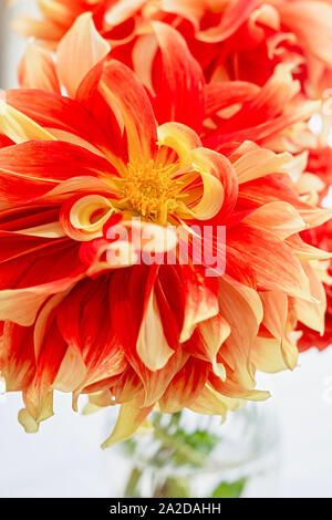 Vibrant orange Garten Dahlien in ein Glas Vase auf der Fensterbank. Stockfoto