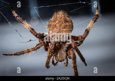 Ein orb - weaver Spider ruht in seiner Web. Stockfoto