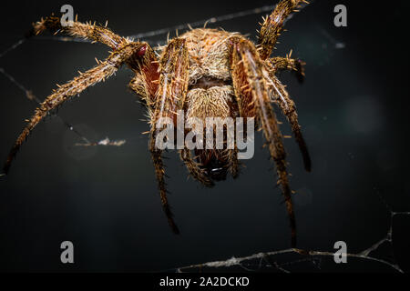 Ein orb - weaver Spider ruht in seiner Web. Stockfoto