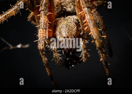 Ein orb - weaver Spider ruht in seiner Web. Stockfoto