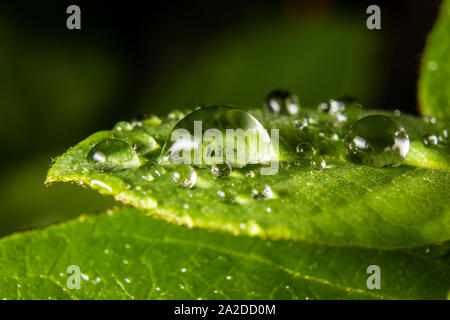 Regen fällt auf den Blättern. Stockfoto