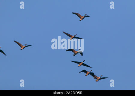 Eine Herde von Kanadagänse im Flug. Stockfoto