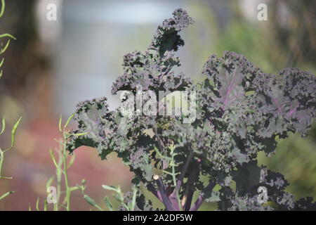 Perfekte curly Lila kale Kohlblätter wächst im Herbst Gemüsegarten. Stockfoto