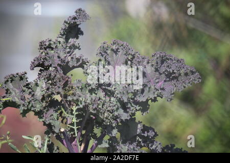 Perfekte curly Lila kale Kohlblätter wächst im Herbst Gemüsegarten. Stockfoto