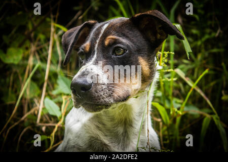 Ein Portrait eines jungen Hundes. Stockfoto