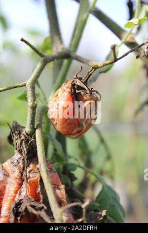 Red überreifen faulen Tomaten hängen an der Rebe. Stockfoto