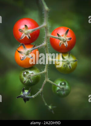 Nahaufnahme von Cherry Tomaten im Garten in verschiedenen Phasen der Reife. Stockfoto