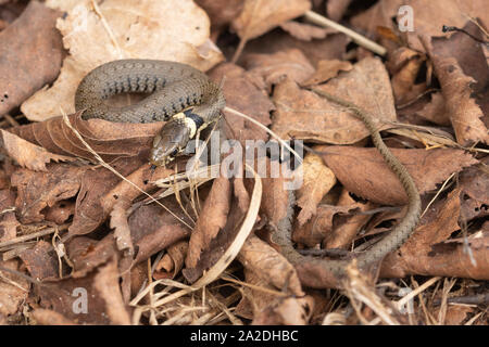 Junge Ringelnatter (Natrix natrix Helvetica), ein Baby Reptil, Großbritannien Stockfoto