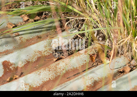 Männliche Kreuzotter (Vipera berus) Aalen auf einem Wellblech refugia oder Zinn für Reptile Umfrage Zwecke verwendet, Großbritannien Stockfoto