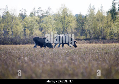 Im Frühjahr Elch junge Gras auf Aue wiesen Essen. Weibliche (Beginn der Nachwachsen der Hörner) und ihrem Jährling Kalb. Lappland Stockfoto