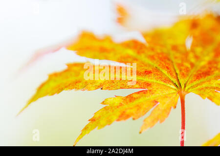 Koreanische Ahorn (Acer pseudosieboldianum) Blätter im Herbst Farben Stockfoto