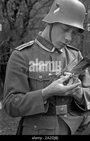 Ein Unteroffizier der Heeres Brieftauben Anstalt in Berlin Spandau mit thunfischwadenfänger Taube, Deutschland 1930er Jahre. Ein korporal des Heeres Brieftauben Anstalt mit einer Brieftaube, Deutschland 1930. Stockfoto