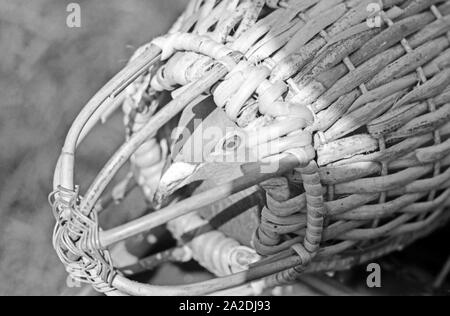 Eine Brieftaube Brieftauben Heeres der Anstalt in Berlin Spandau in ihrem Transportkorb zur Befestigung am Diensthund, Deutschland 1930er Jahre. Eine Brieftaube des Heeres Brieftauben Anstalt in seinem Käfig für sie haften auf den Hund, Deutschland 1930. Stockfoto