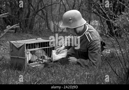 Ein Unteroffizier der Heeres Brieftauben Anstalt in Berlin Spandau mit-Tauben, Deutschland 1930er Jahre. Ein korporal des Heeres Brieftauben Anstalt mit seiner Brieftauben, Deutschland 1930. Stockfoto