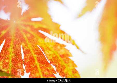 Koreanische Ahorn (Acer pseudosieboldianum) Blätter im Herbst Farben Stockfoto