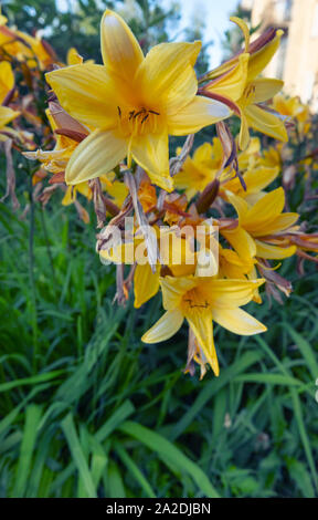 Lilien im Blumenbeet im Innenhof des Cottage Stockfoto