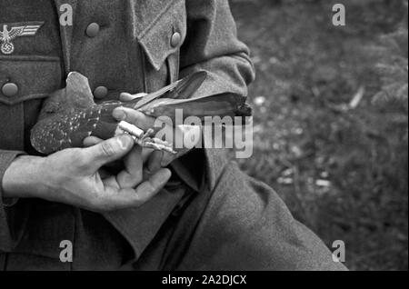Eine Brieftaube Brieftauben Heeres der Anstalt in Berlin Spandau mit dem Arm ihres betreuenden Unteroffizers, Deutschland 1930er Jahre. Eine Brieftaube des Heeres Brieftauben Anstalt im Arm seiner leiblichen, Deutschland 1930. Stockfoto