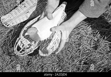 Eine Brieftaube Brieftauben Heeres der Anstalt in Berlin Spandau, Deutschland 1930er Jahre. Eine Brieftaube des Heeres Brieftauben Anstalt, Deutschland 1930. Stockfoto