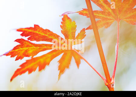 Koreanische Ahorn (Acer pseudosieboldianum) Blätter im Herbst Farben Stockfoto