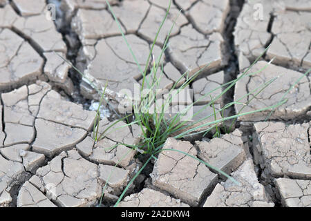 Nach einer Dürre, rissigen Boden. Ungewöhnliche Wärme, häufigen Dürren, total aridization, Wüste voran als Folge des Klimawandels, der globalen Stockfoto
