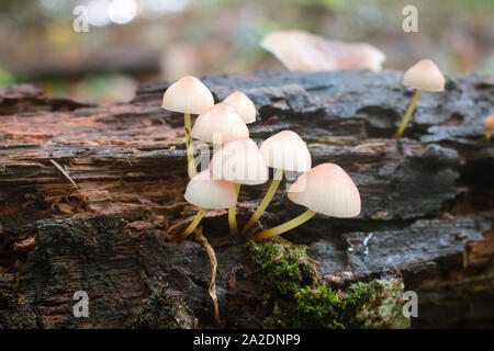 Mycena mycena Pilze (renati) in einem Wald. Es kann auf verrottete beech Trunks gesehen werden. Stockfoto