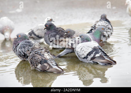 Städtische Taube gebadet in der Pfütze nach Regen. Vögel in der Stadt in Osteuropa Stockfoto