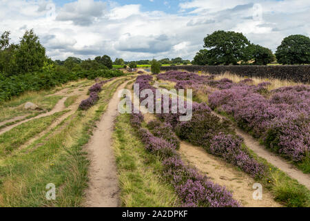 Heather in voller Blüte auf Shipley Glen in Yorkshire, England. Stockfoto