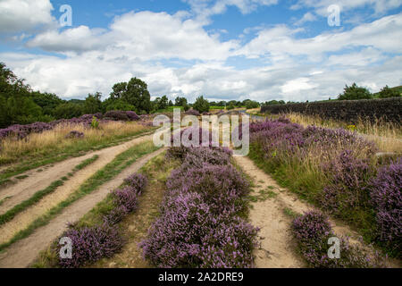 Heather in voller Blüte auf Shipley Glen in Yorkshire, England. Stockfoto