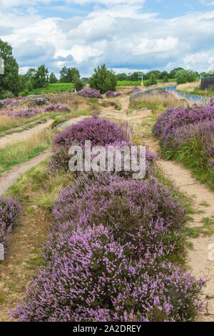 Heather in voller Blüte auf Shipley Glen in Yorkshire, England. Stockfoto