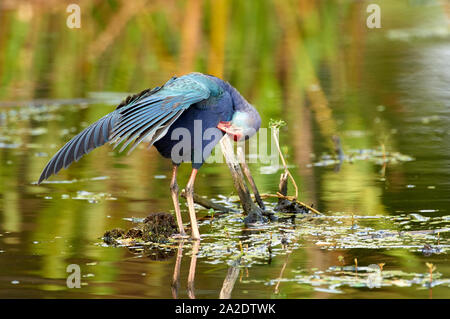 Lila haben, (Porphyrio porphyrio), eine eingeführte Arten zu Florida nun endemisch, Wakodahatchee Feuchtgebiete, Delray Beach, Florida Stockfoto