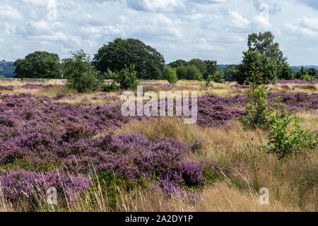 Heather in der Blüte auf Shipley Glen in Baildon, Yorkshire, England. Stockfoto