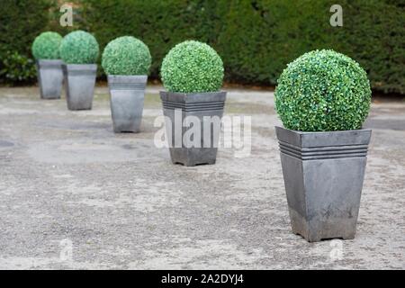 Buchsbaum Buchsbaum Formgehölze in Töpfen in einem Garten in Großbritannien Stockfoto