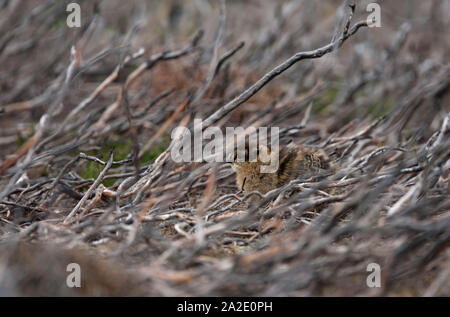 Moorschneehuhn, Lagopus lagopus scoticus, einzelne Küken ruhende in verbrannter Heidekraut. Die Highlands, Schottland, Großbritannien. Stockfoto