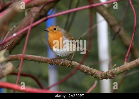 Robin in eine Hecke in einem Land Garten im Herbst Stockfoto