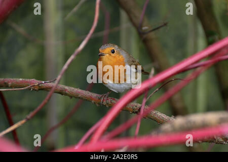 Robin in einem Land Garten Hecke im Herbst Stockfoto