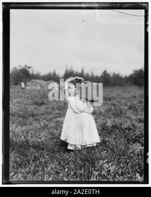 Acht-jährige Jennie Camillo, lebt im Westen Maniyunk (in der Nähe von Philadelphia, Pa.). In diesem Sommer hat sie Preiselbeeren gepflückt. In diesem Sommer ist an Theodore Budd Bog's an Turkeytown, in der Nähe von Stockfoto