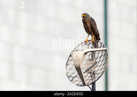 Ein strassenrand Hawk (Rupornis magnirostris) auf eine Satellitenschüssel in der Stadt Cali, Kolumbien thront. Stockfoto