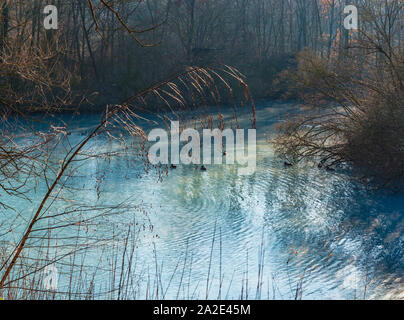 Enten auf einem türkis Teich im Winter an einem sonnigen Tag, Bochum, Deutschland Stockfoto