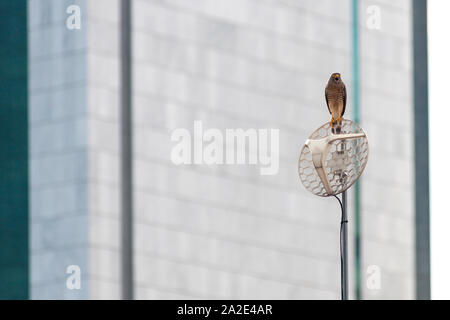 Ein strassenrand Hawk (Rupornis magnirostris) auf eine Satellitenschüssel in der Stadt Cali, Kolumbien thront. Stockfoto