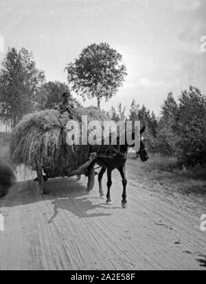 Vollbeladener Erntewagen zur Zeit der Heuernte im großen Moosbruch in Ostpreußen, 1930er Jahre. Schwer belasteter Ernte Schlitten in das grosse Moosbruch Moorland, Ostpreußen, 1930er Jahre. Stockfoto