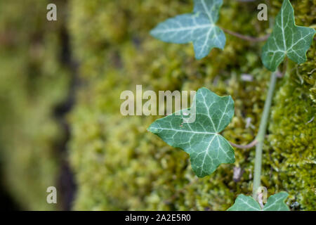 Moos und Efeu close-up auf Baum Oberfläche. Stockfoto