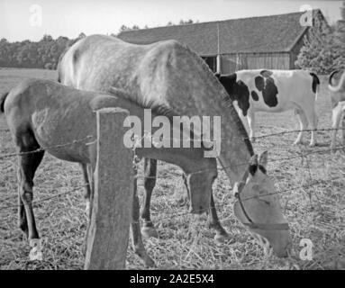 Rinder und Pferde in einer Viehkoppel bei Alt Lappönen in Ostpreußen, 1930er Jahre. Rinder und Pferde auf einer Koppel in der Nähe von Alt Lappoenen, Ostpreußen, 1930er Jahre. Stockfoto